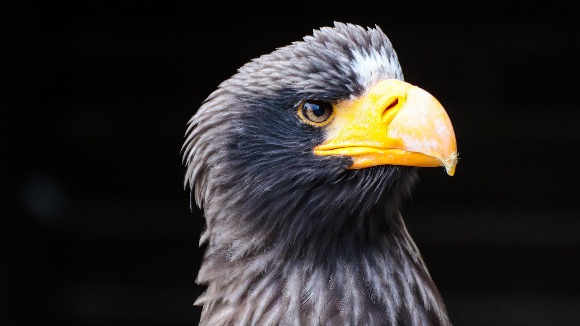 Greifvogel im Wildfreigehege Hellenthal