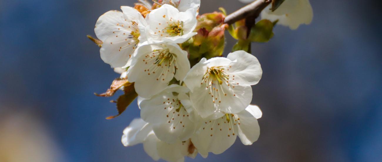 Apfelblüte