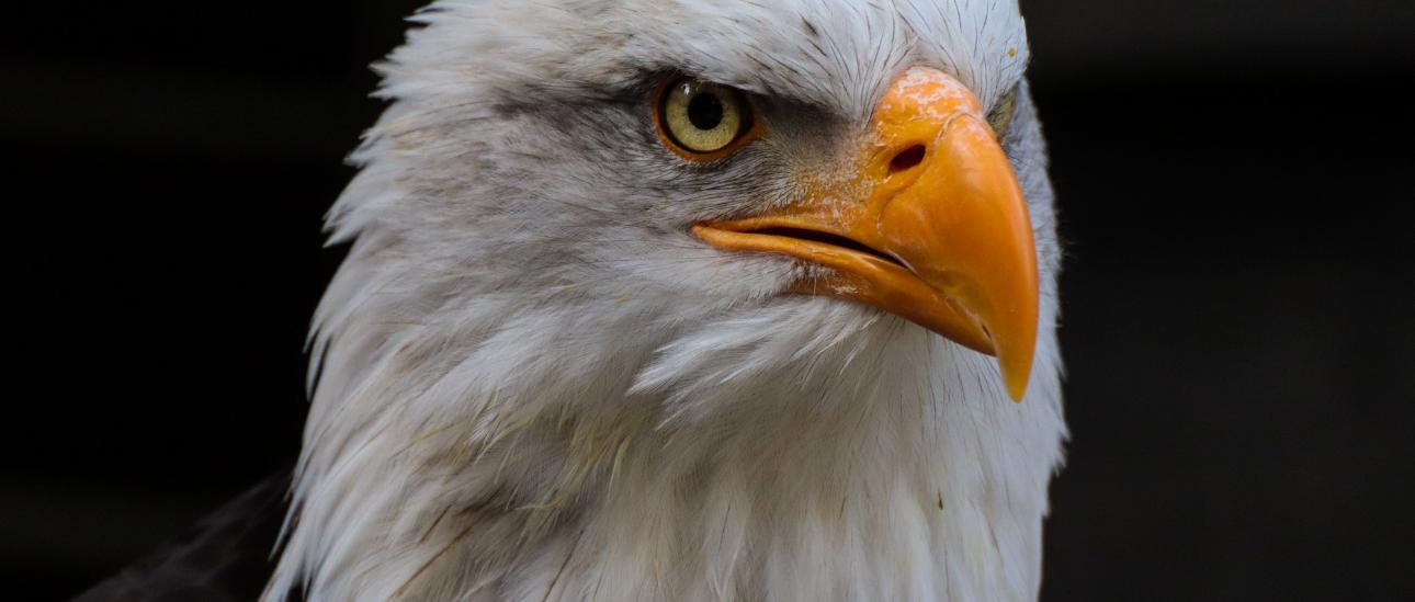 Weißkkopfseeadler