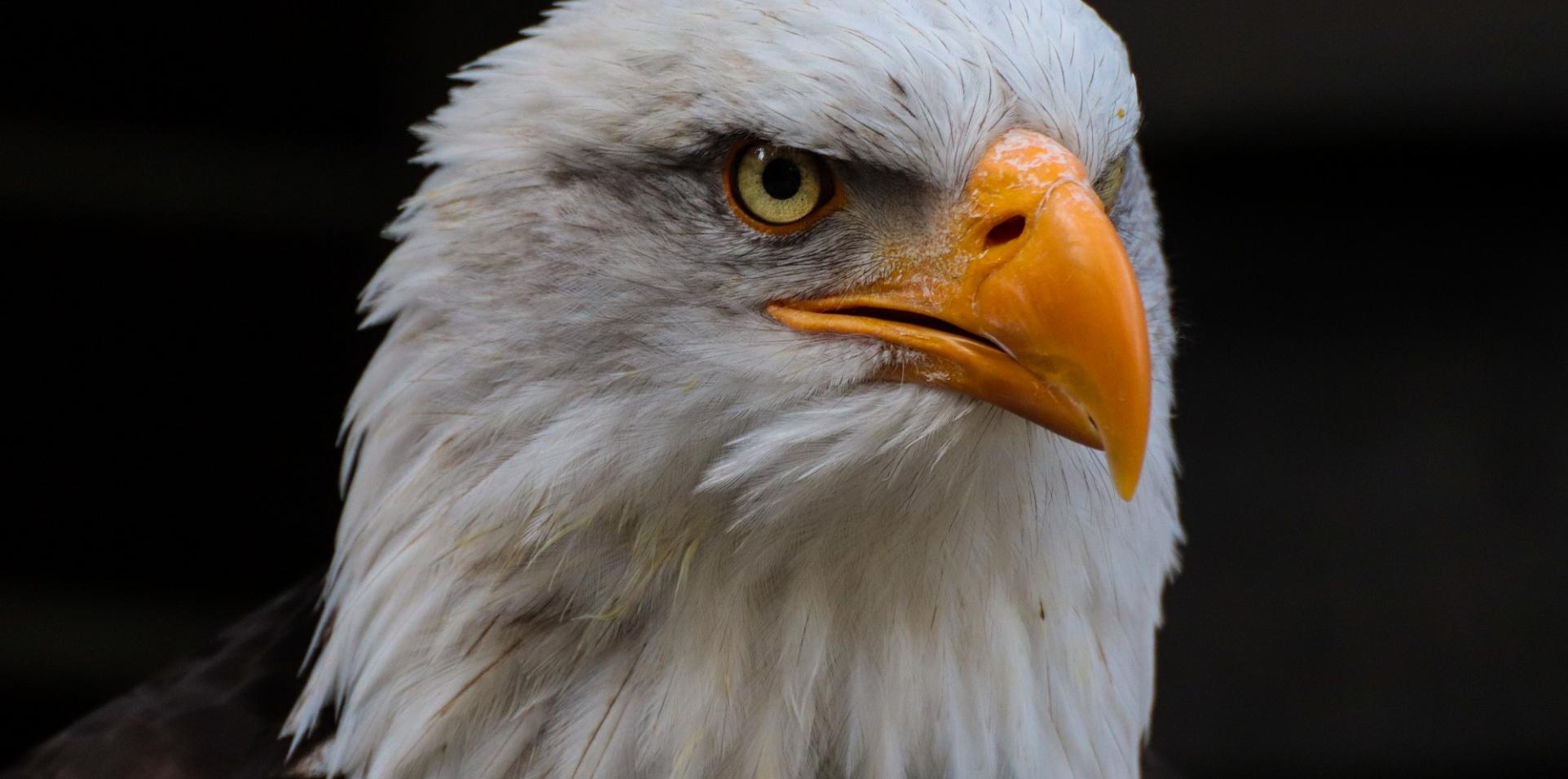 Weißkkopfseeadler