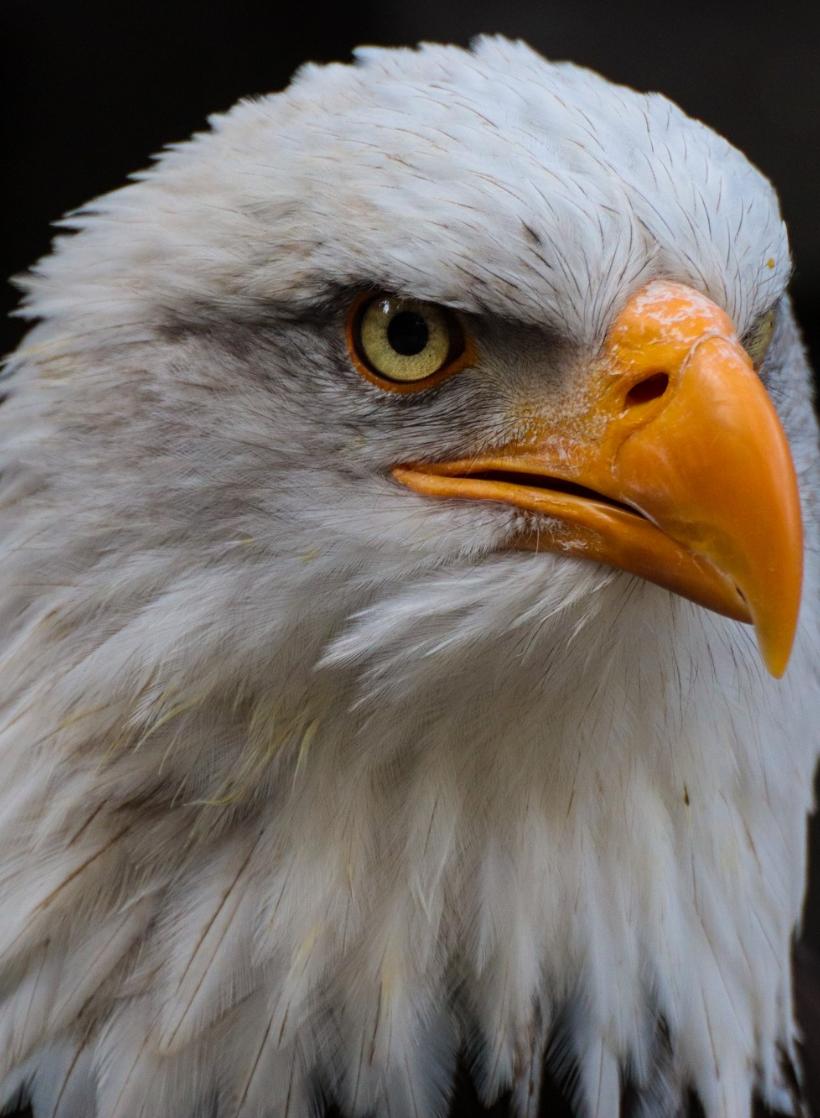 Weißkkopfseeadler