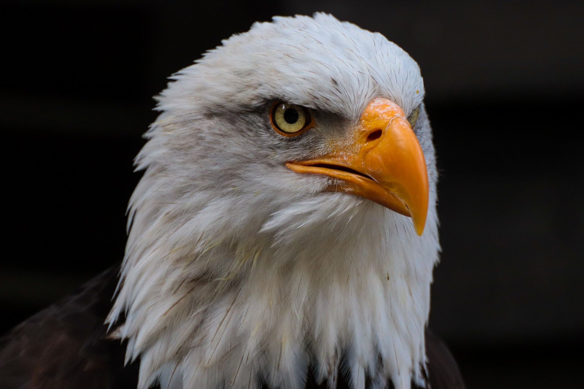 Weißkkopfseeadler