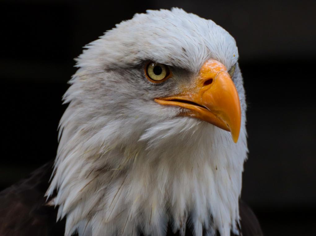 Weißkkopfseeadler