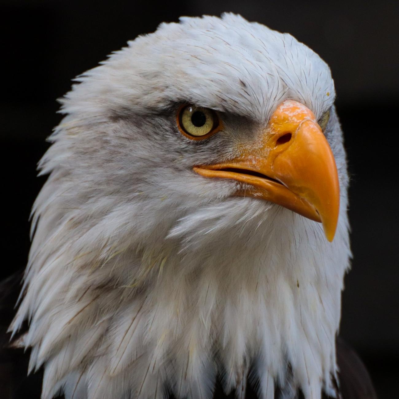 Weißkkopfseeadler