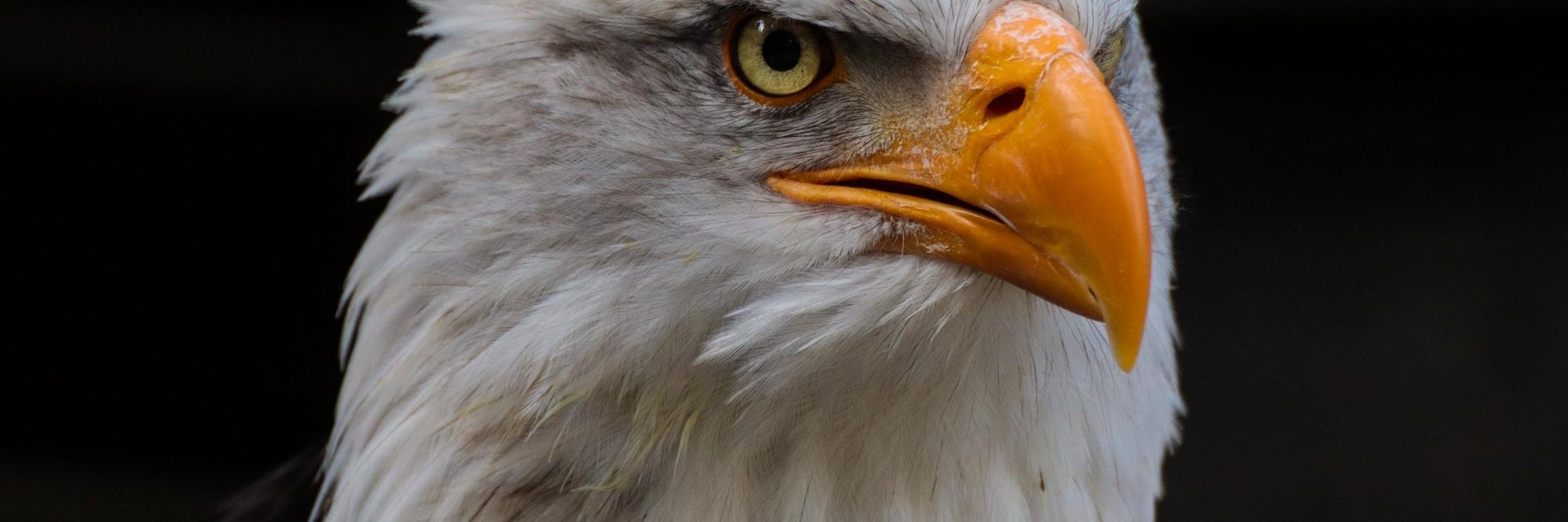 Weißkkopfseeadler