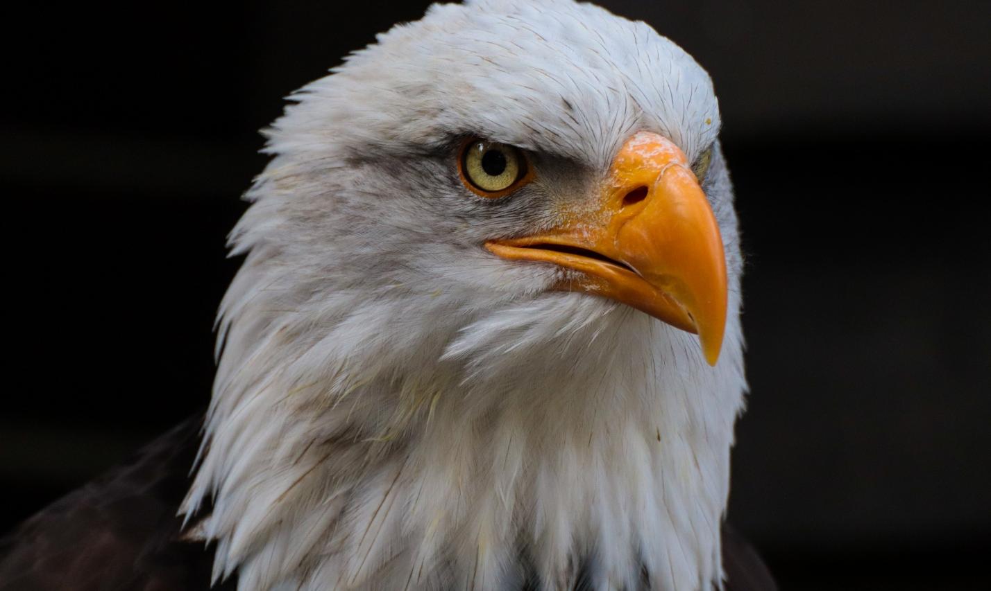 Weißkkopfseeadler