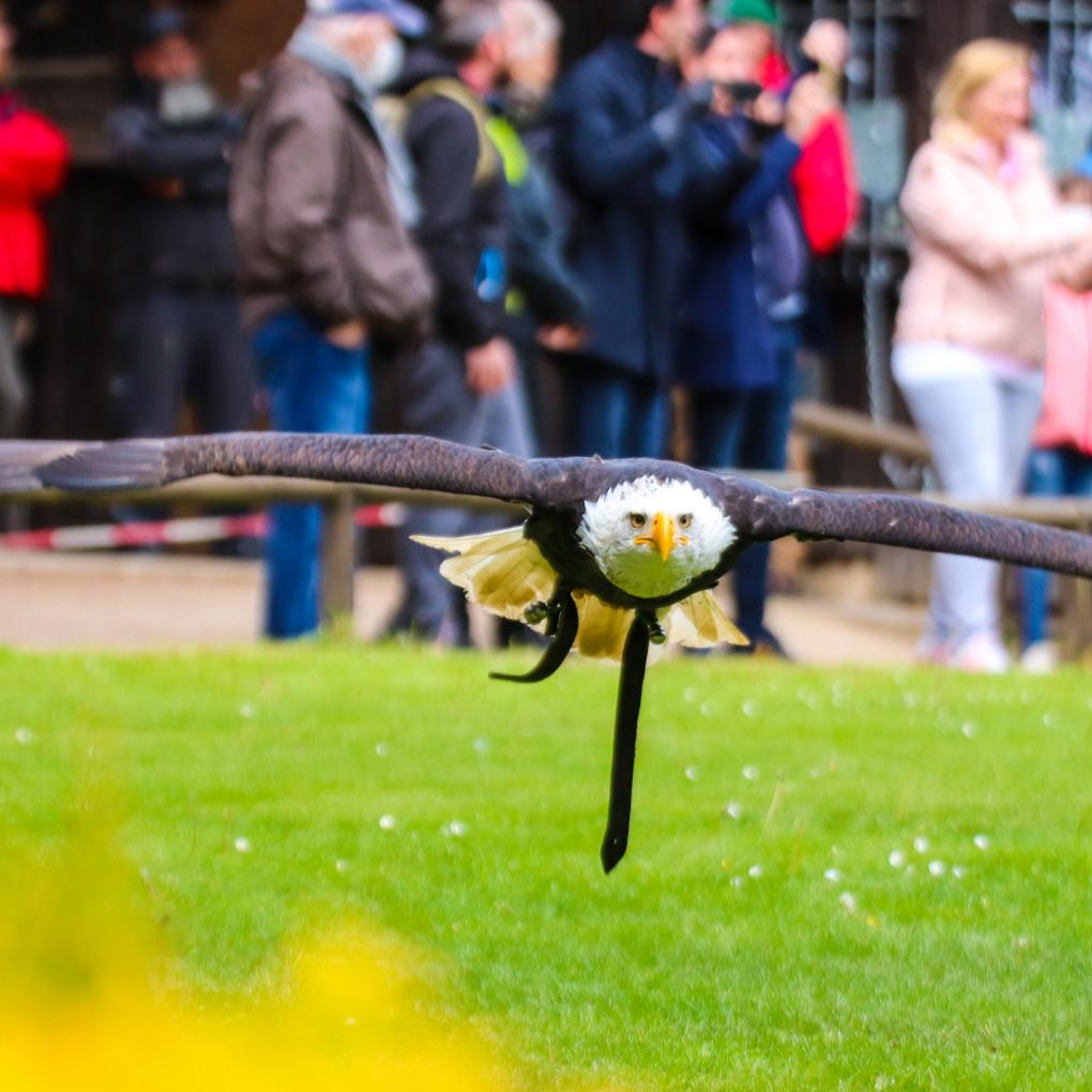 im Flug