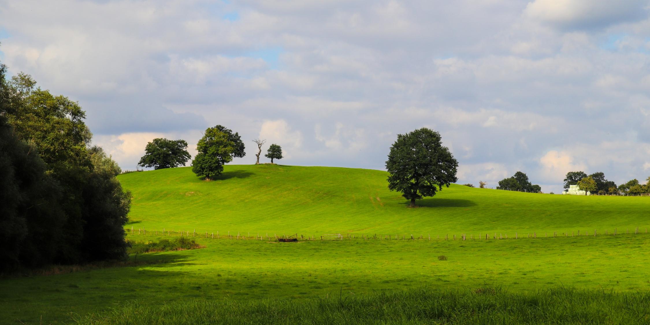 Wiese mit Bäumen