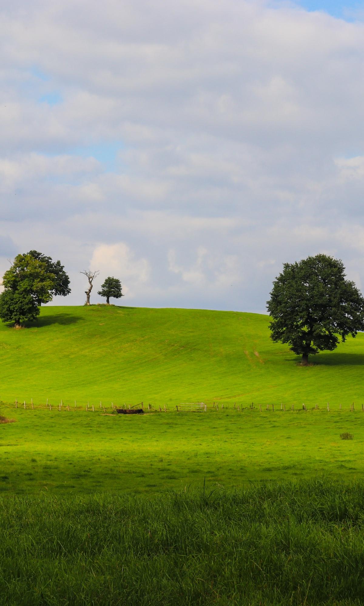 Wiese mit Bäumen