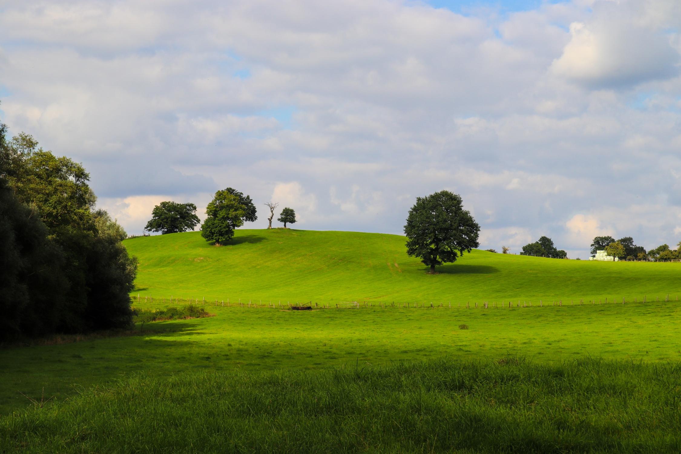 Wiese mit Bäumen