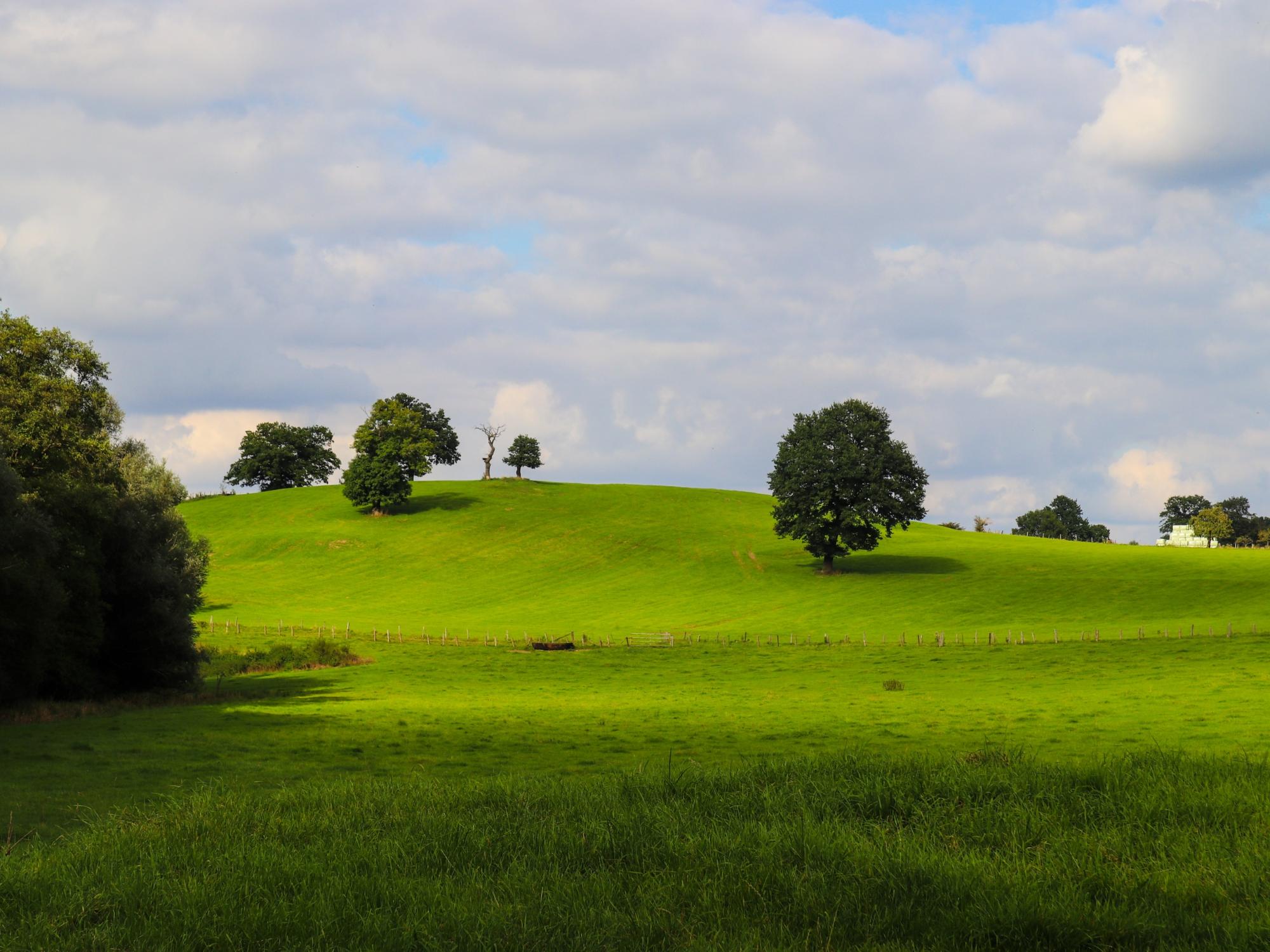Wiese mit Bäumen
