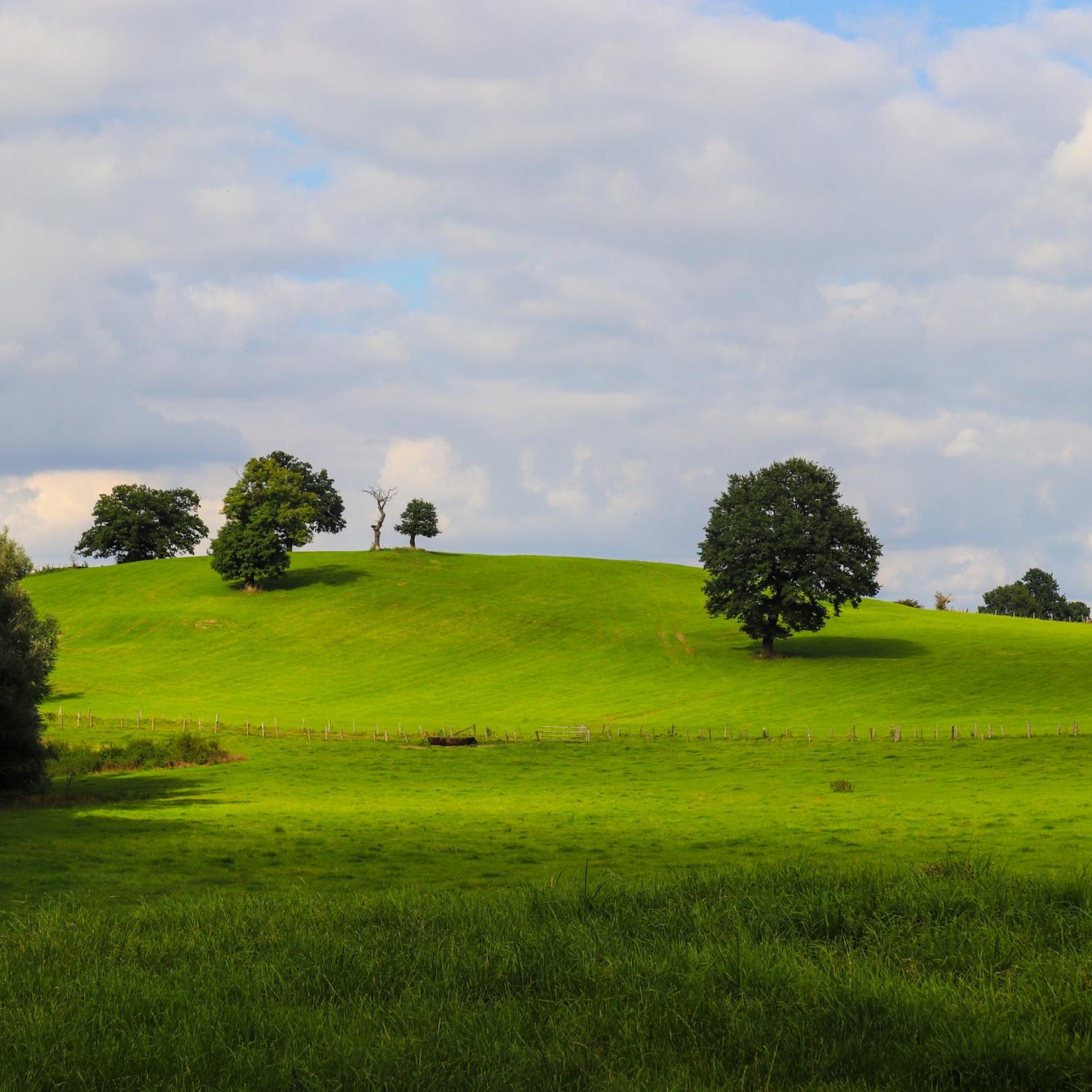 Wiese mit Bäumen