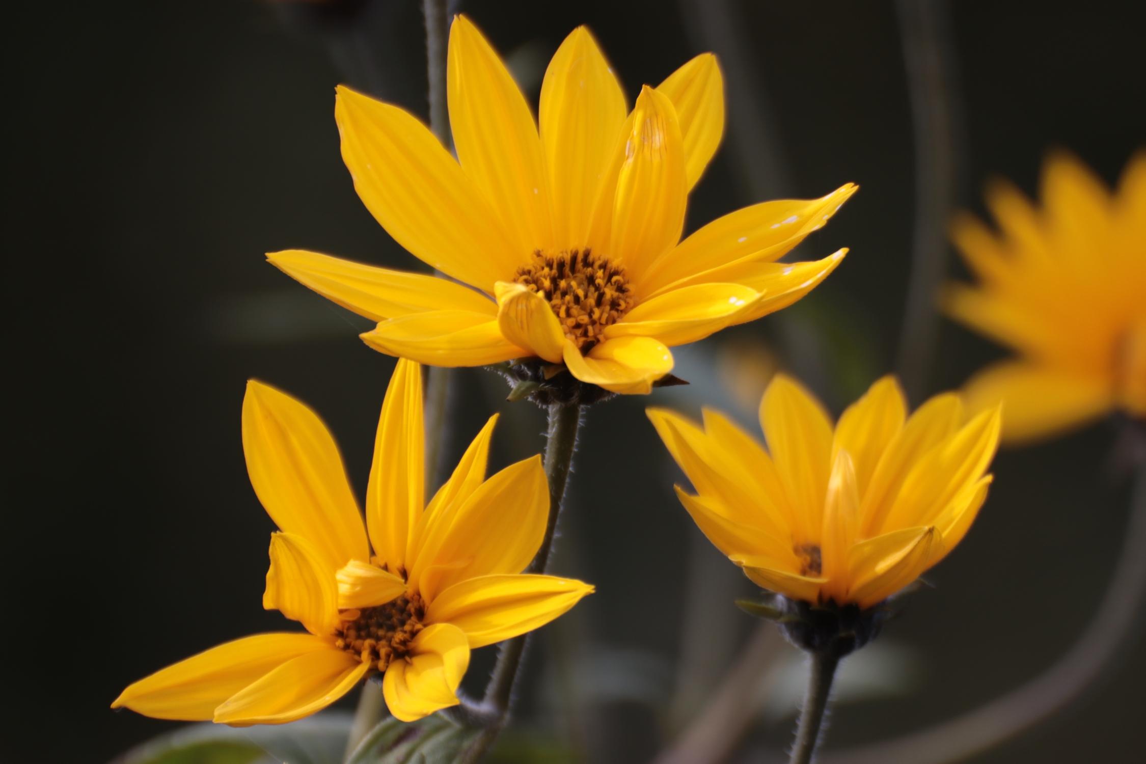 gelbe Sommerblumen