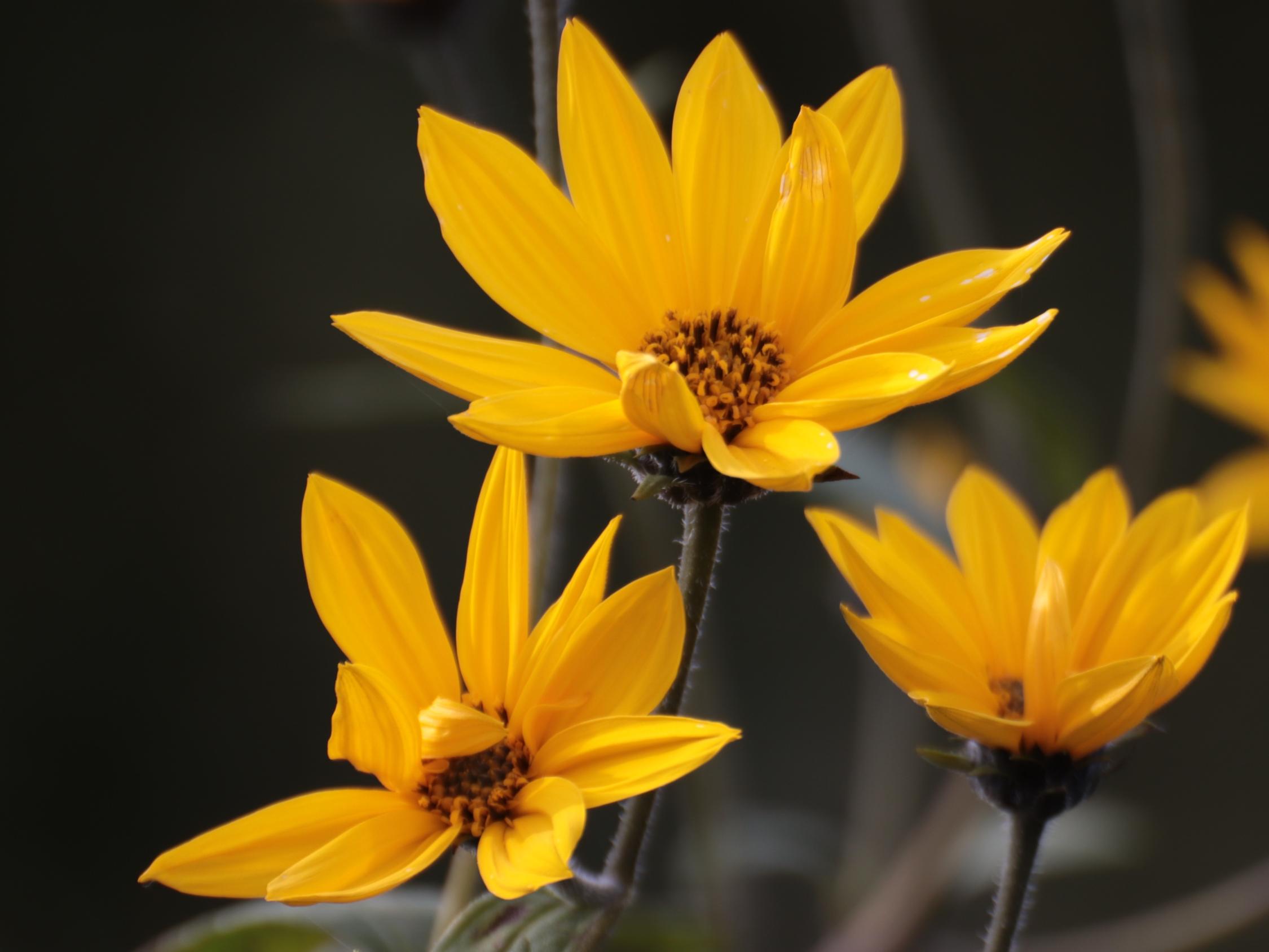 gelbe Sommerblumen