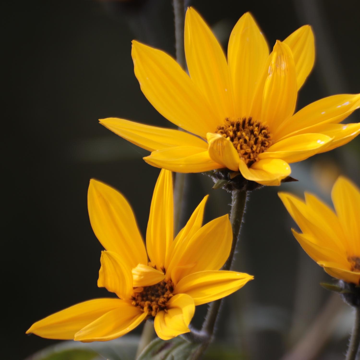 gelbe Sommerblumen
