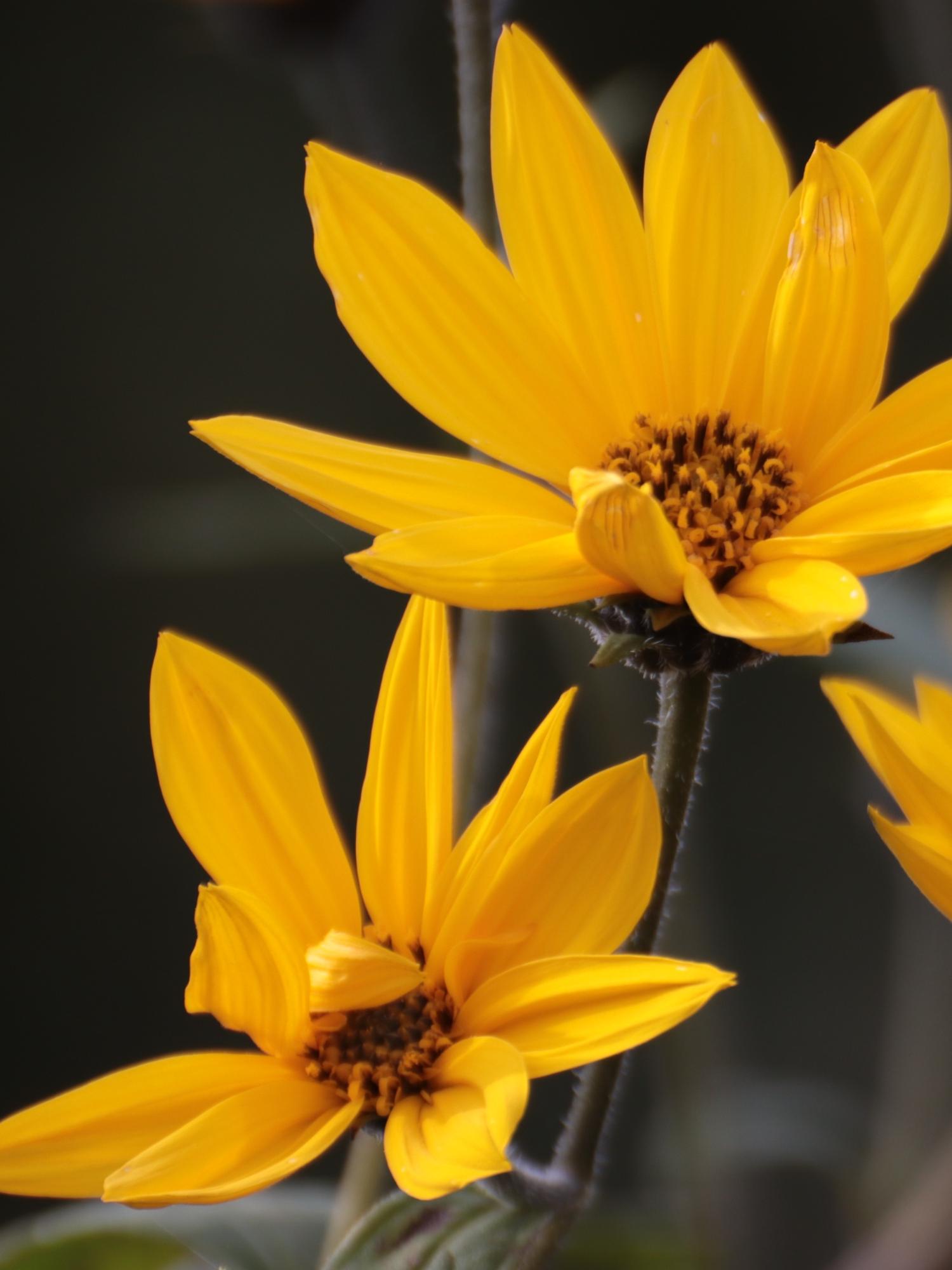 gelbe Sommerblumen