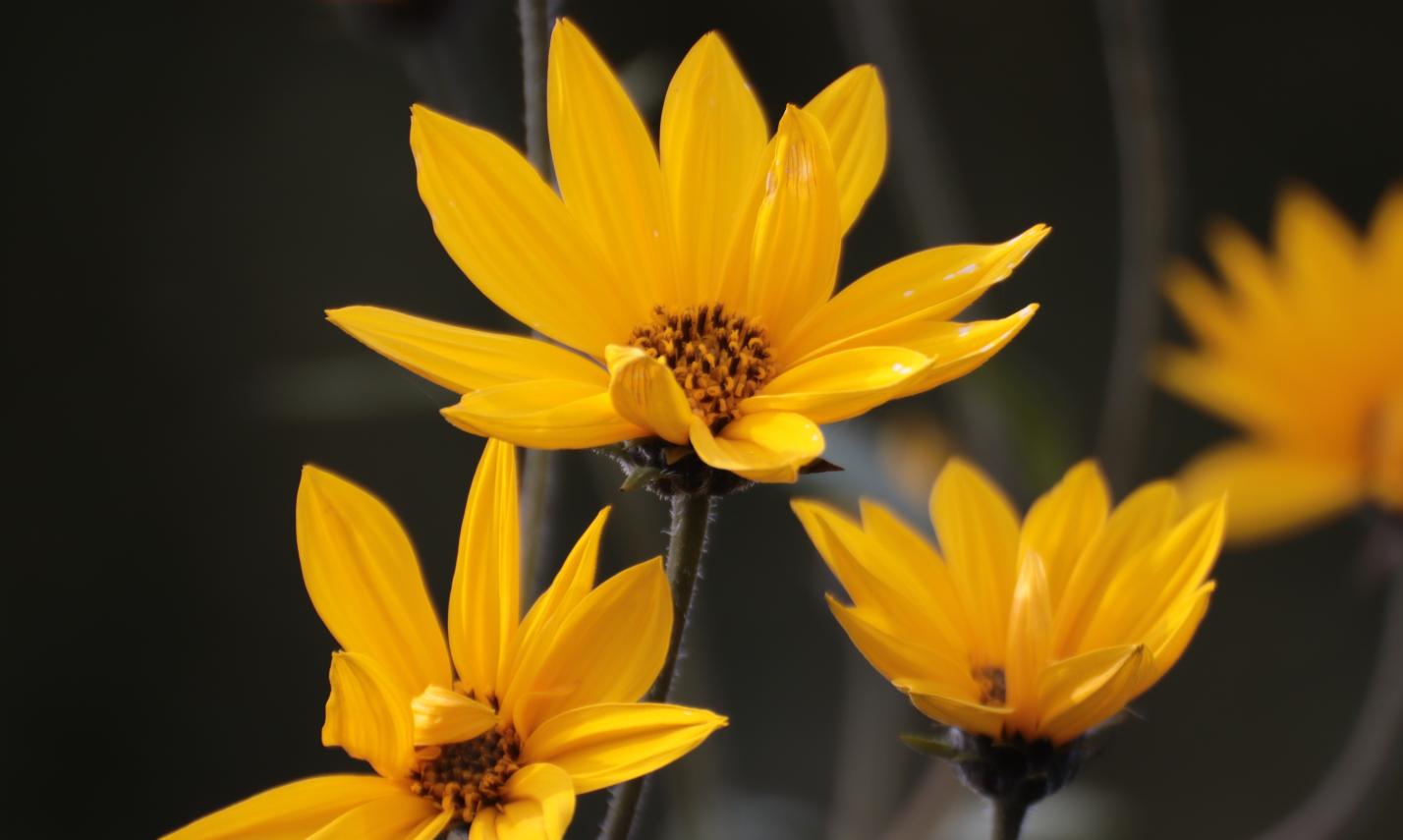 gelbe Sommerblumen