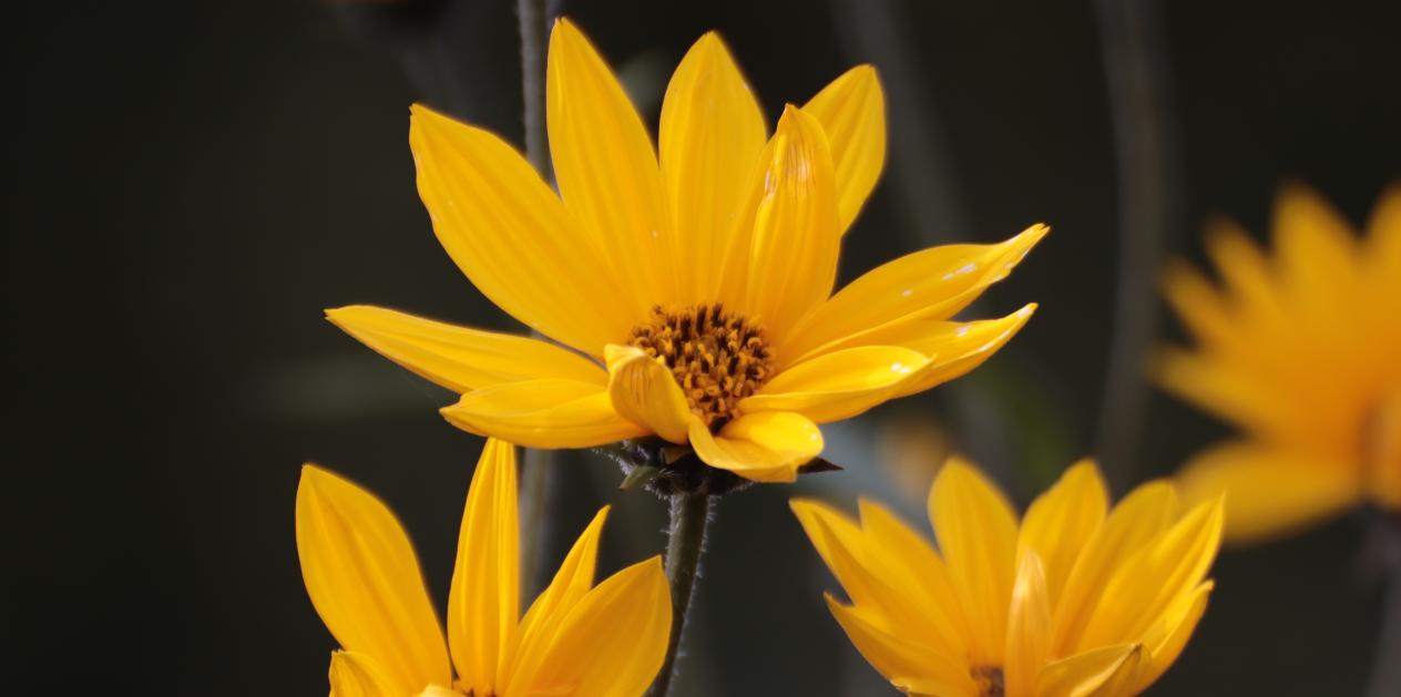 gelbe Sommerblumen