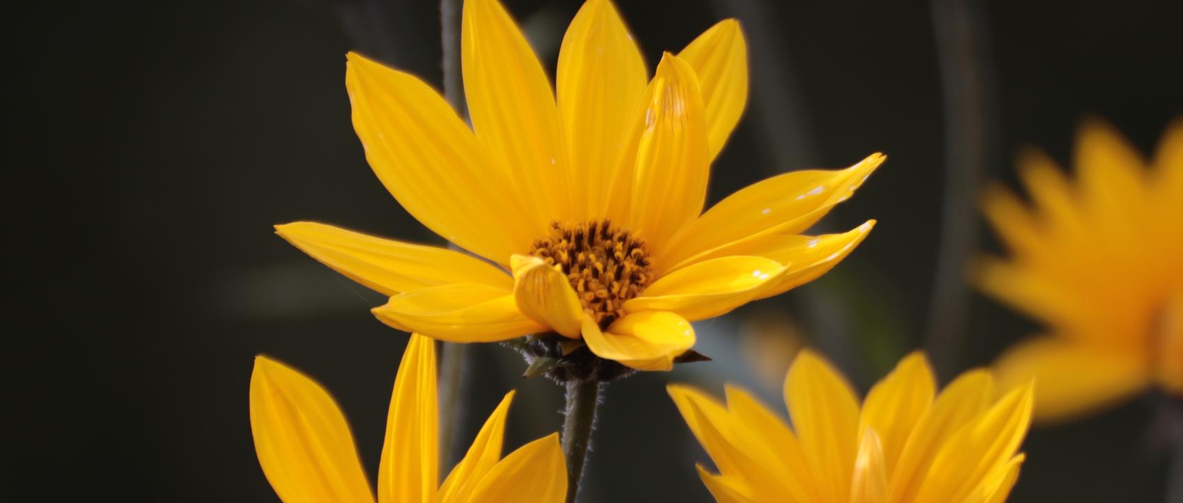 gelbe Sommerblumen