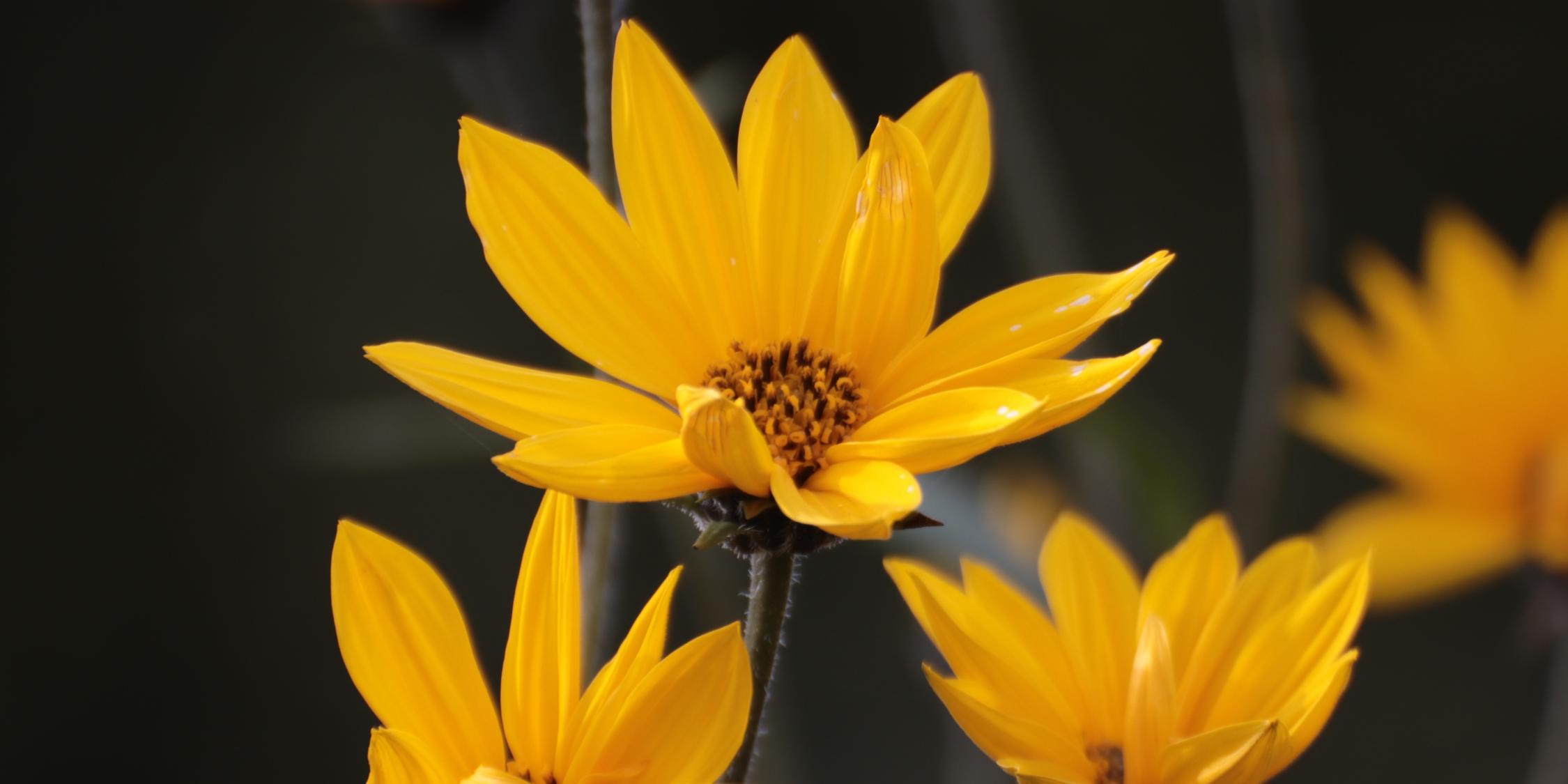 gelbe Sommerblumen