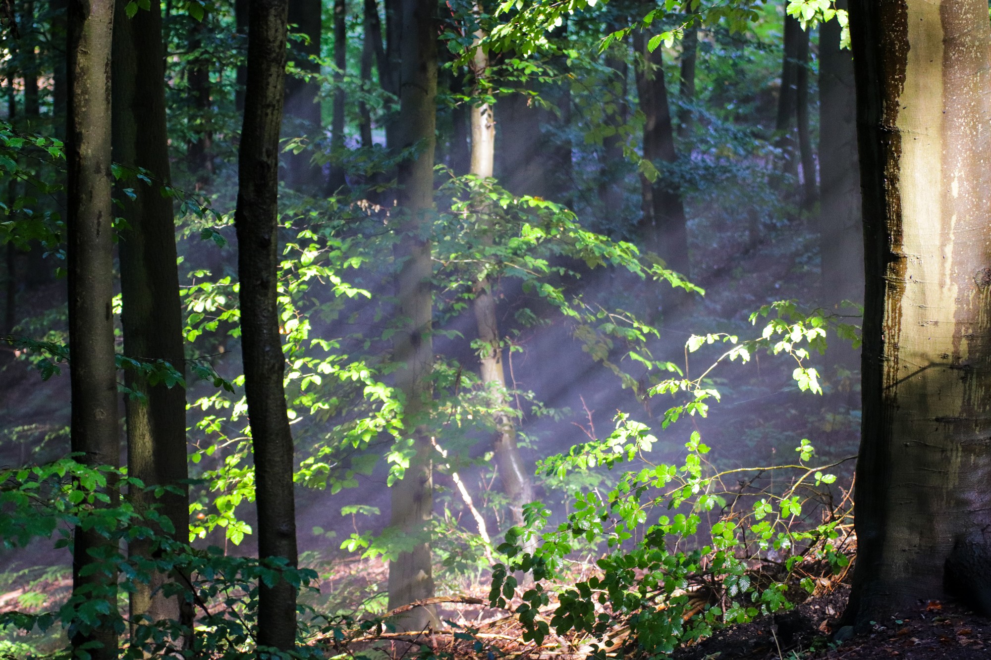 Licht im Wald