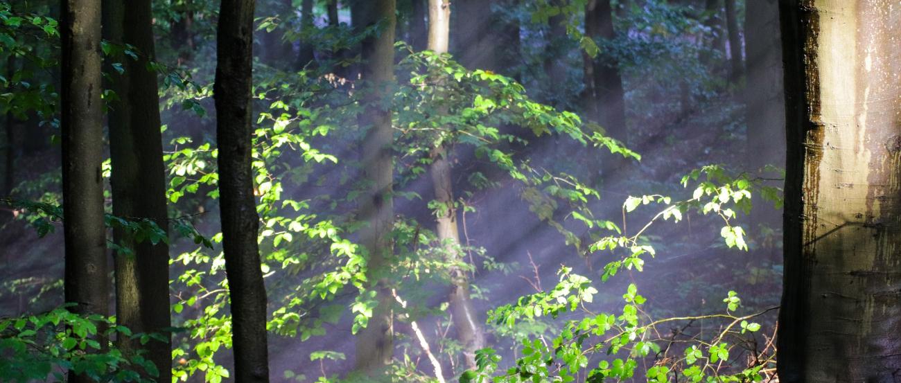 Licht im Wald