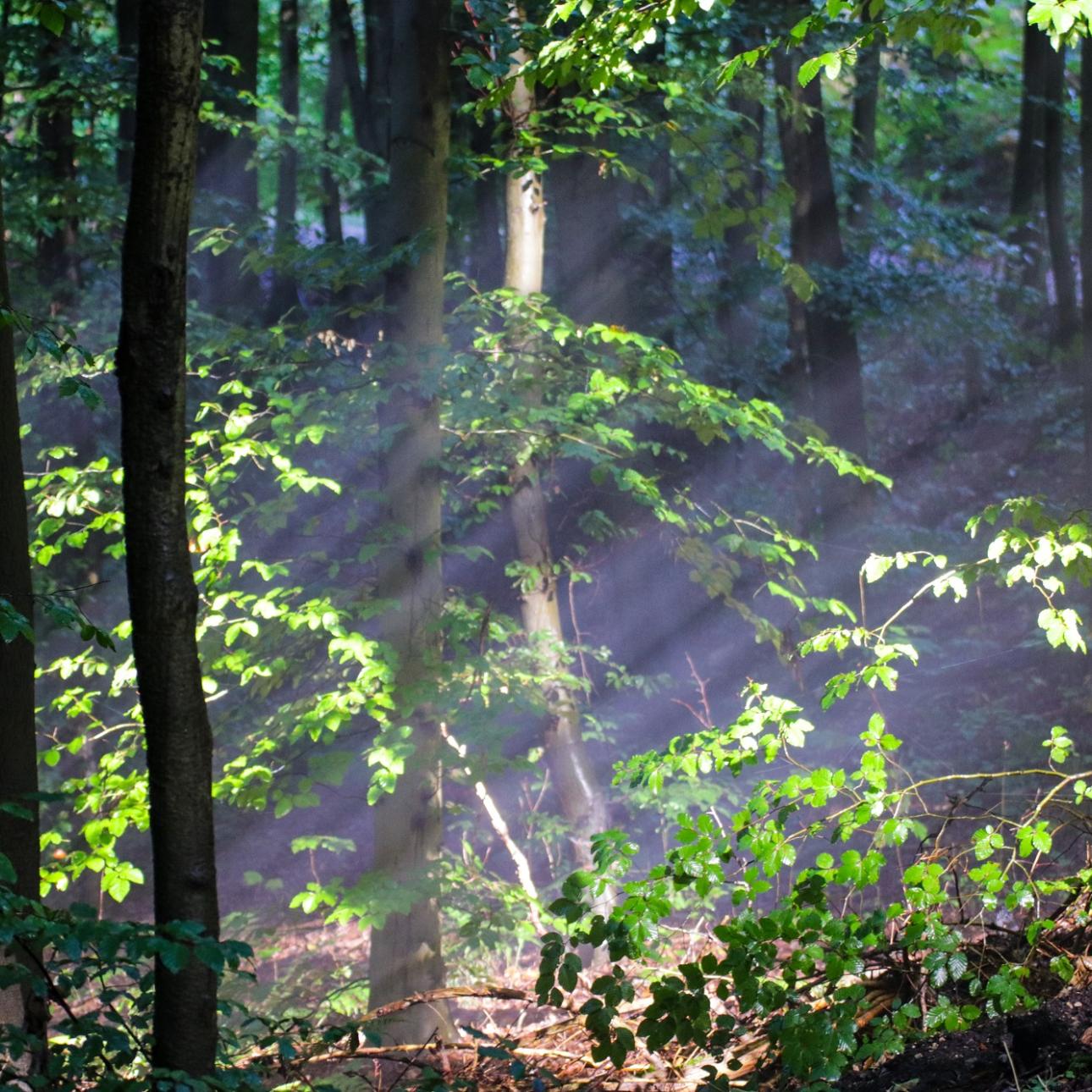 Licht im Wald (c) Monika Herkens Licht im Wald