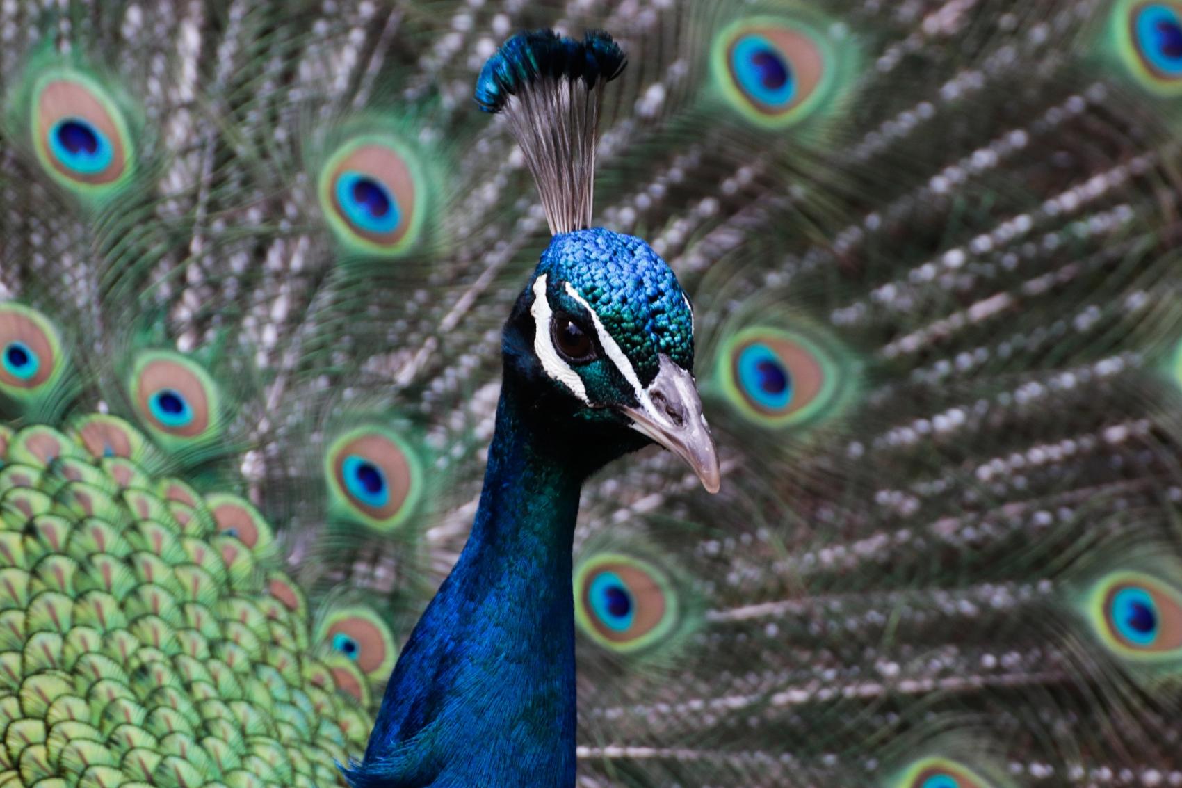 Pfau mit  Rad
