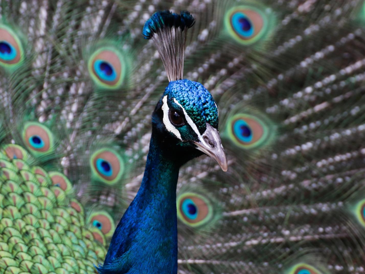 Pfau mit  Rad
