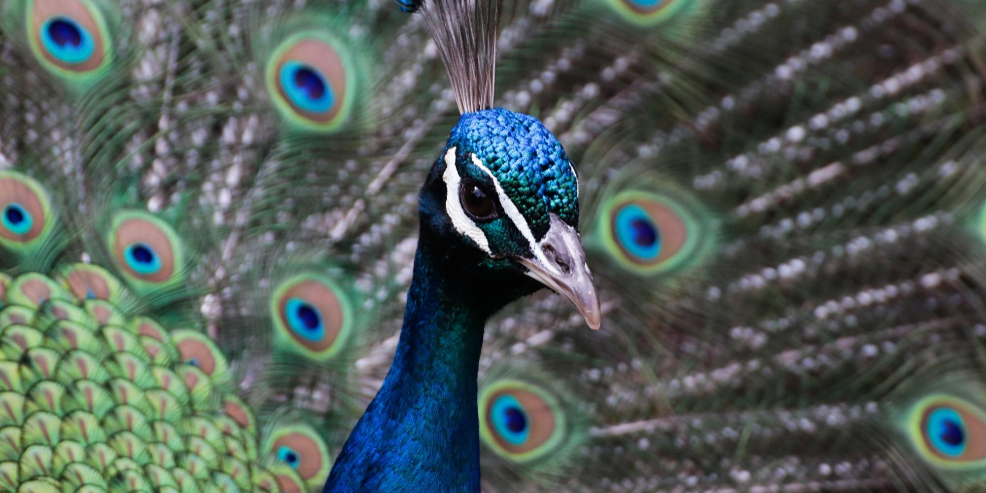 Pfau mit  Rad