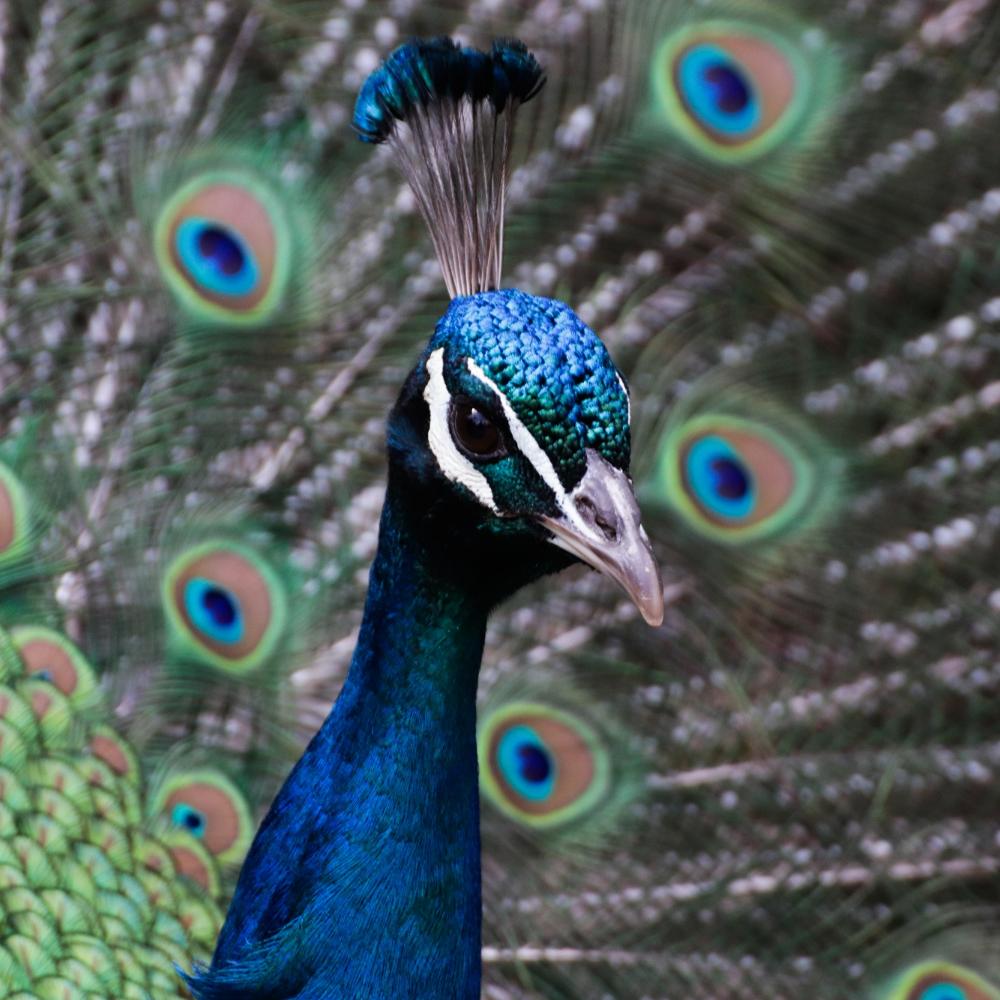 Pfau mit  Rad