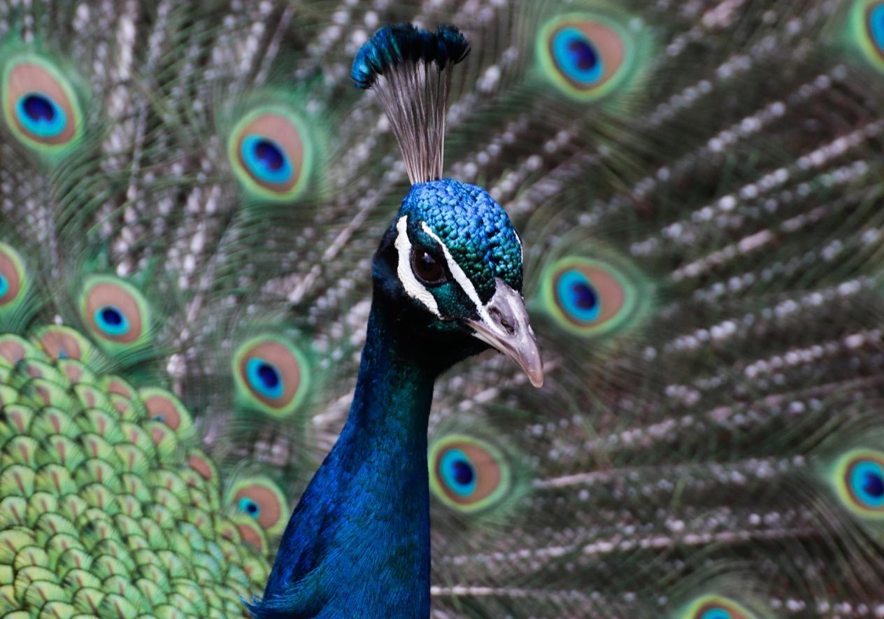 Pfau mit  Rad