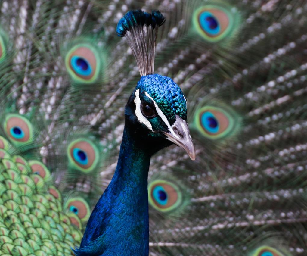Pfau mit  Rad